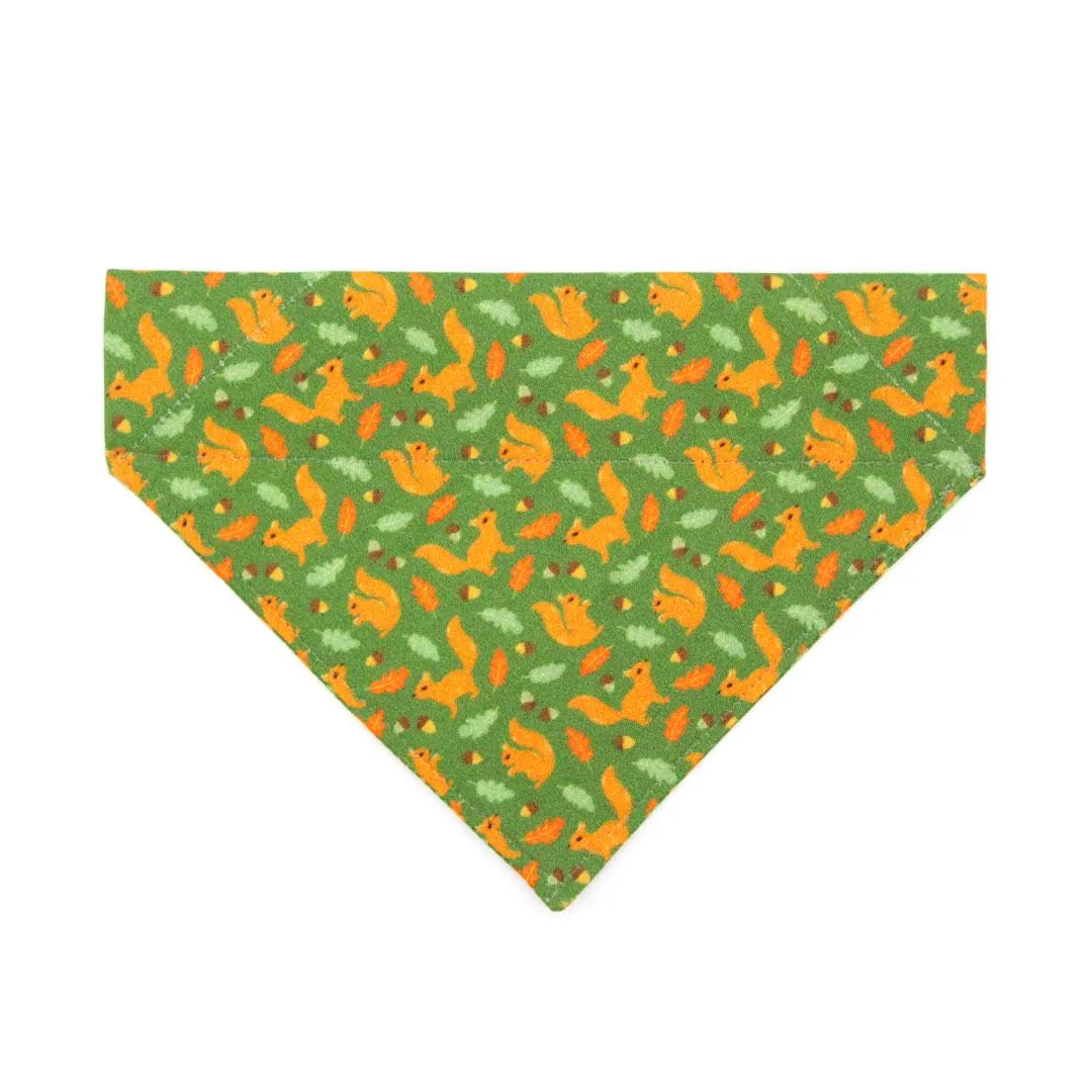 Cat Bandana - "Squirrel Bounty" - Acorn Green Bandana for Cat   Small Dog / Nature Lover, Fall, Thanksgiving / Slide-On Over the Collar Bandana