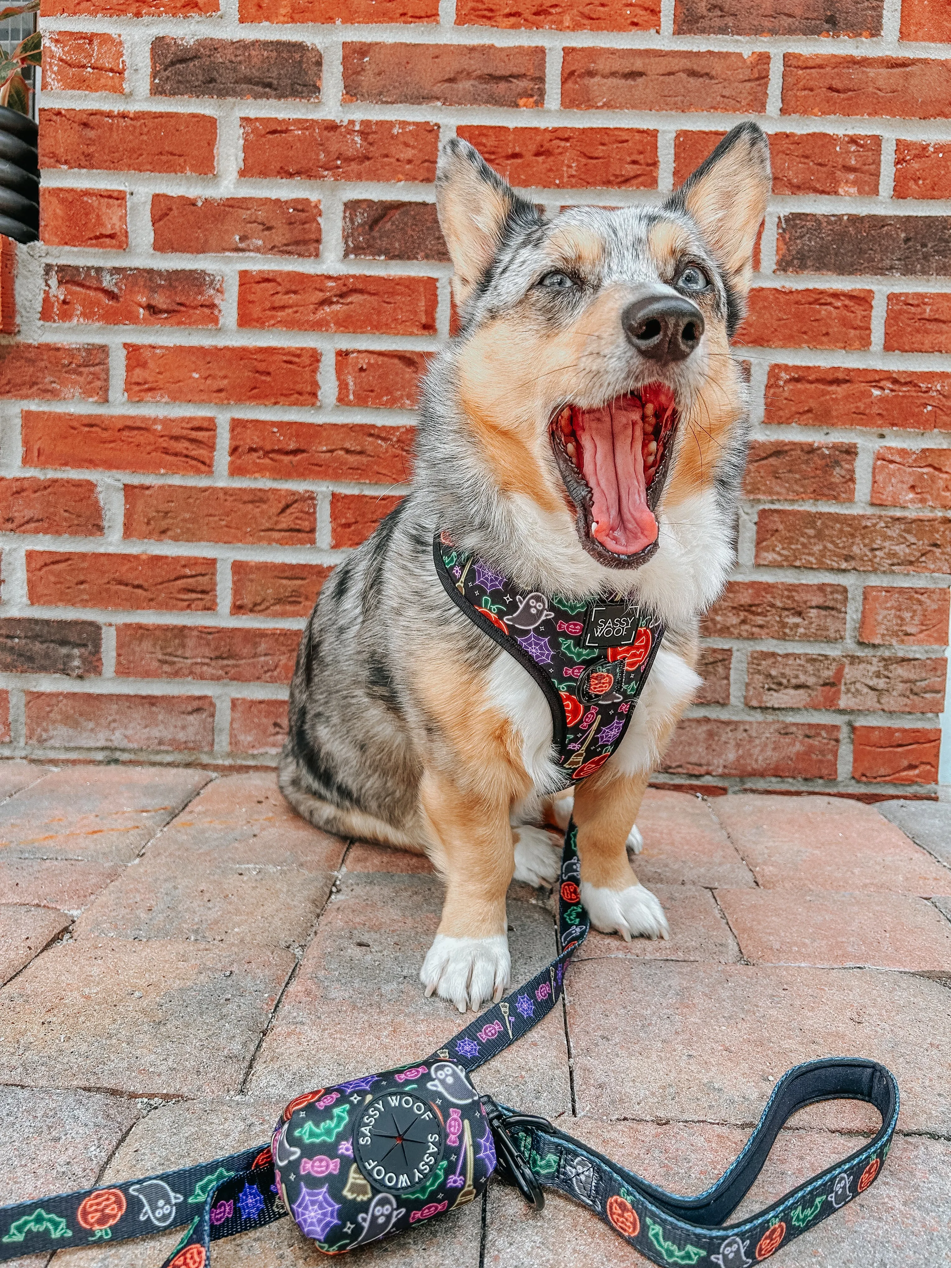 Dog Adjustable Harness - Neon Frights