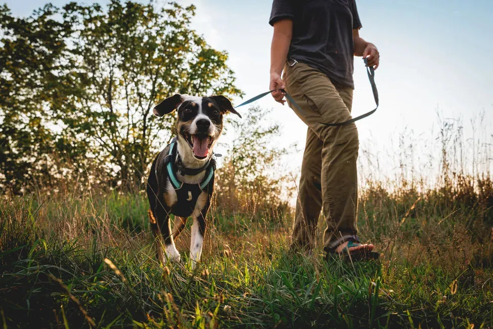 Ruffwear Hi & Light™ Lightweight Dog Harness (Basalt Gray)